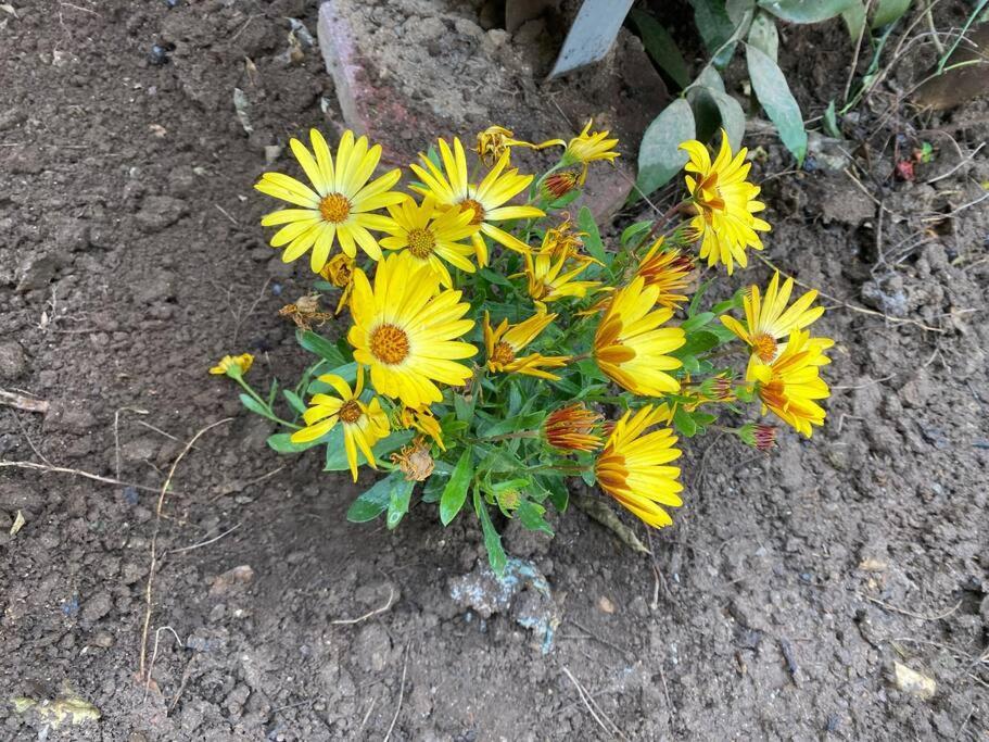 Vila Vorpsi Your In With Garden * Tirana